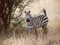 Zebra