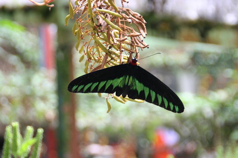 IMG_8413.JPG - Cameron Highlands - Schmetterlingsgarten