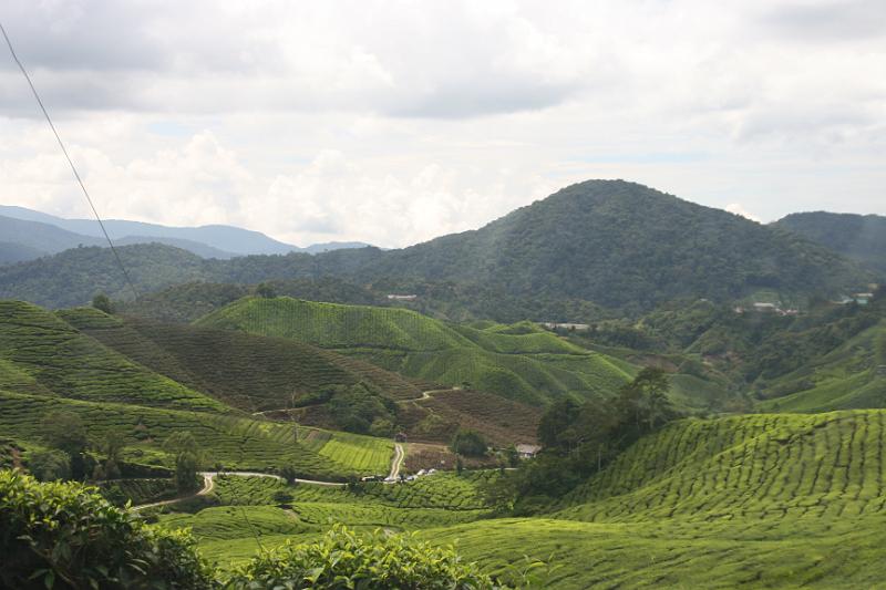 IMG_8427.JPG - Cameron Highlands - Teeplantage