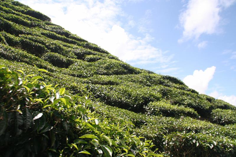 IMG_8442.JPG - Cameron Highlands - Teeplantage