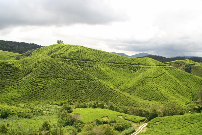 IMG_8477.JPG - Cameron Highlands - Teeplantage