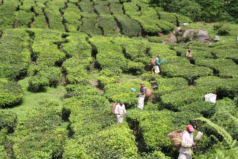 IMG_8508.JPG - Cameron Highlands - Teeplantage