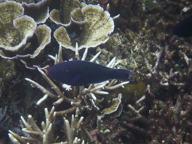 P1020221.JPG - Tioman