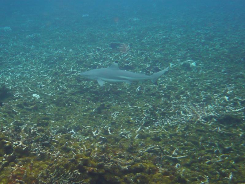 P1020289.JPG - Tioman - Riffhaie