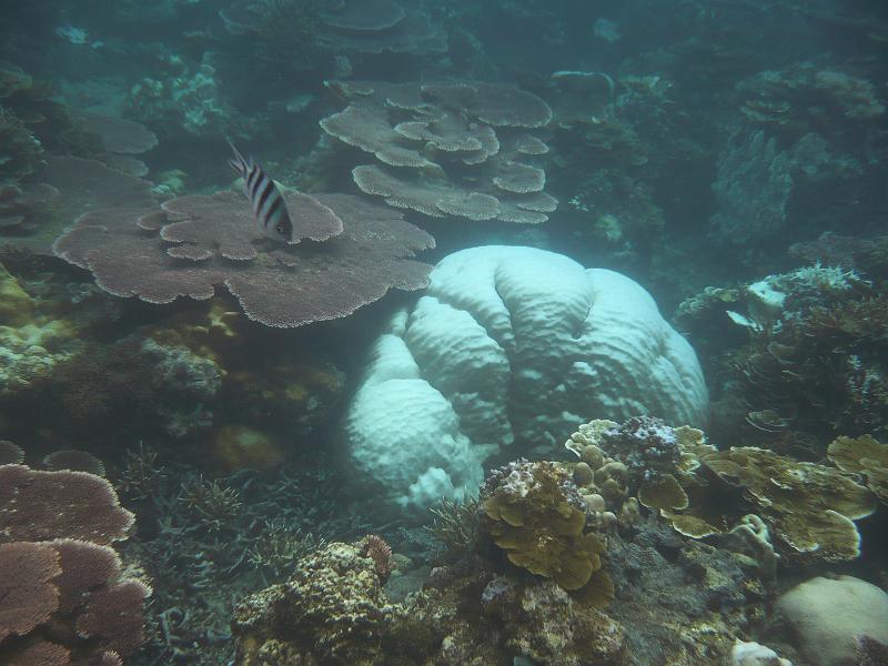 P1020333.JPG - Tioman