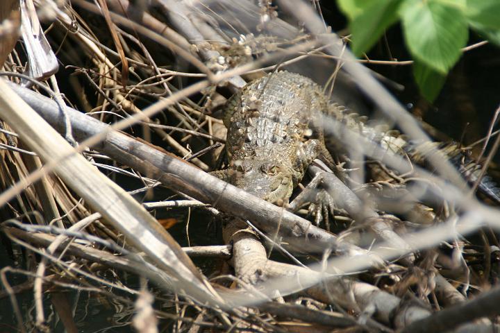 IMG_4544.JPG - Monkey River Tour - Belize