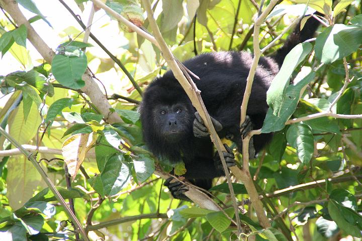 IMG_4551.JPG - Monkey River Tour - Belize