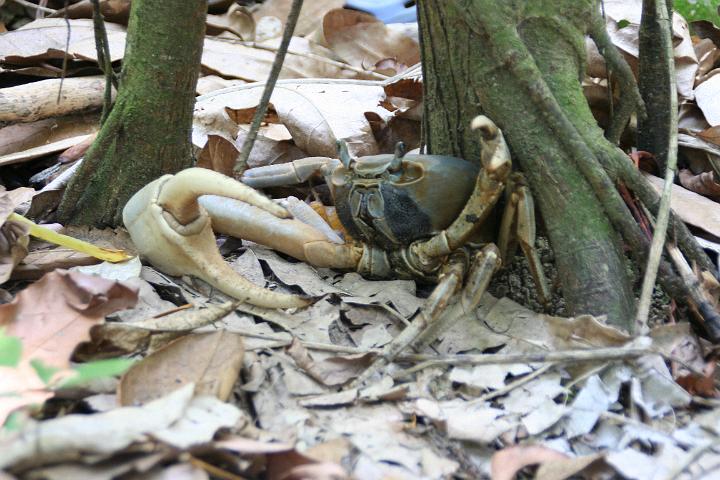 IMG_4595.JPG - Monkey River Tour - Belize