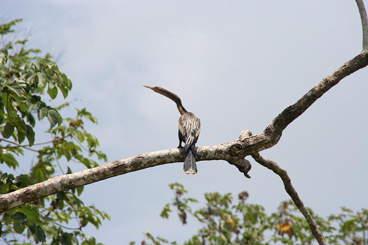 IMG_4622.JPG - Monkey River Tour - Belize