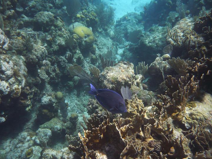 P1000578.JPG - Roatan - Honduras